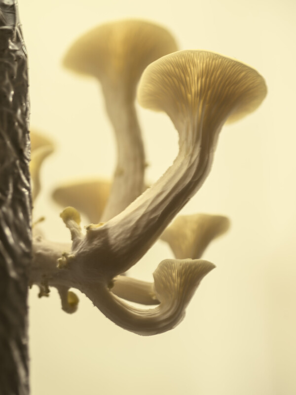 pleurotus ostreatus