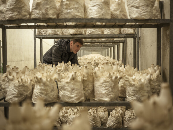 Alex Lussi inspecting king oyster mushrooms