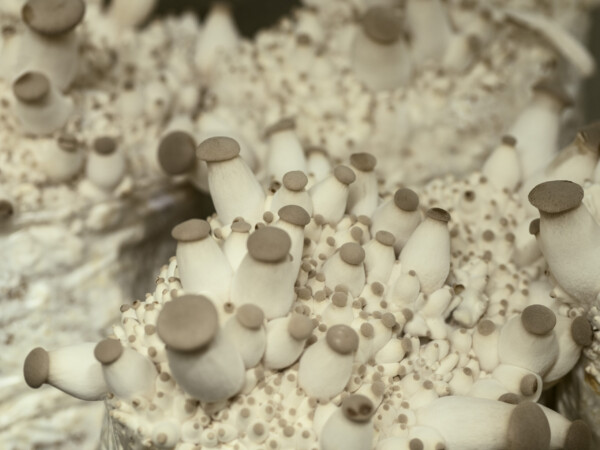 king oyster mushroom