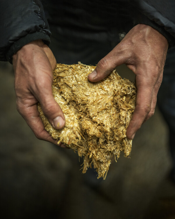fertile soil for oyster mushrooms