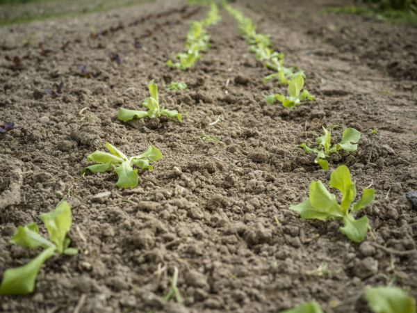 freshly planted salad