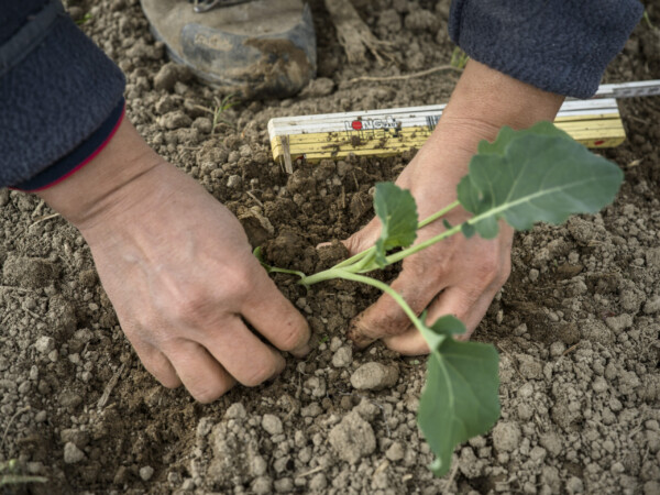 Marion Sonderegger planting broccoli sprouts