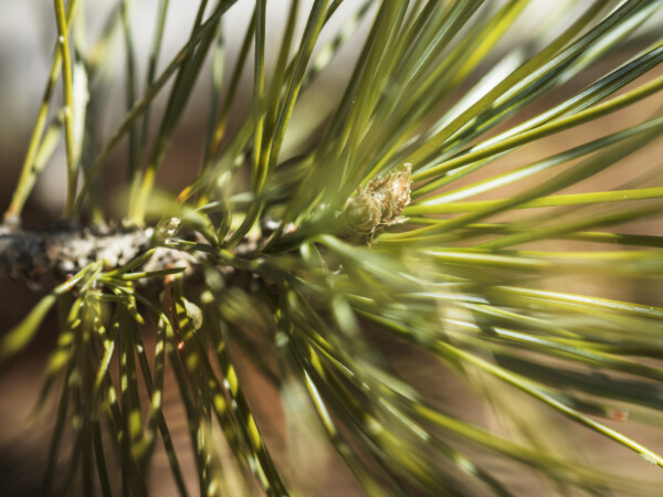 stone pine